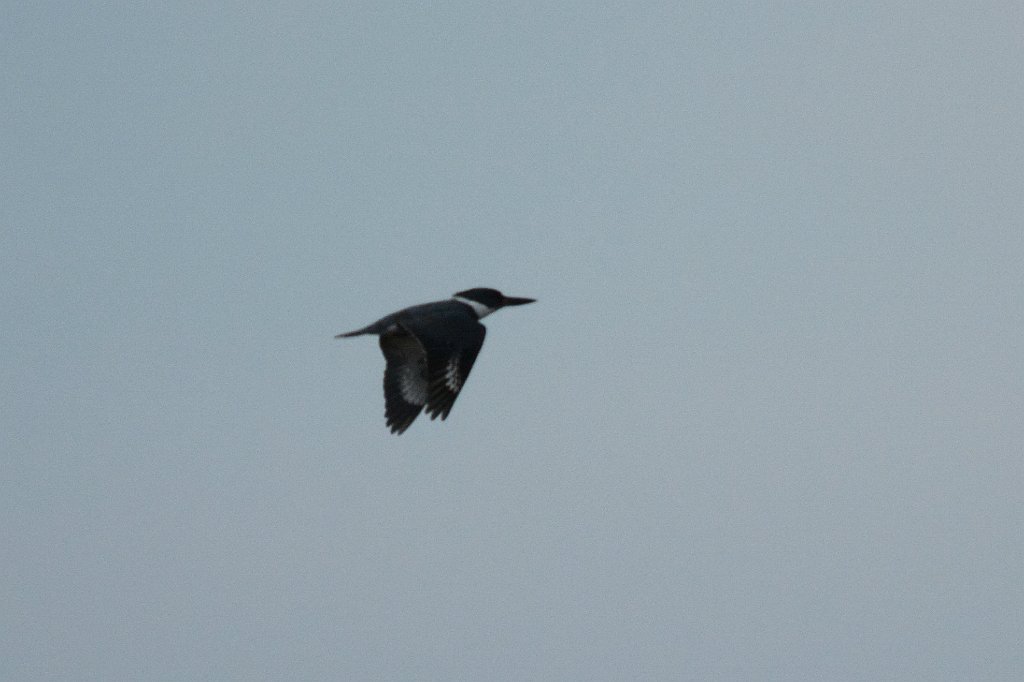 Kingfisher, Belted, 2015-01303421 Merritt Island NWR, FL.JPG - Belted Kingfisher in flight. Merrittt Island National Wildlife Refuge, FL, 1-30-2015